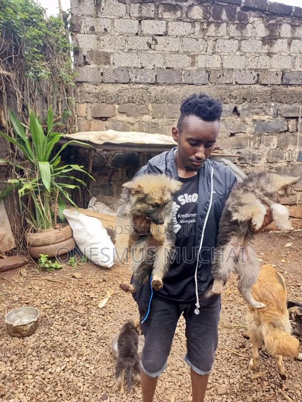 1-3 months Male Purebred German Shepherd - thumbnail 4