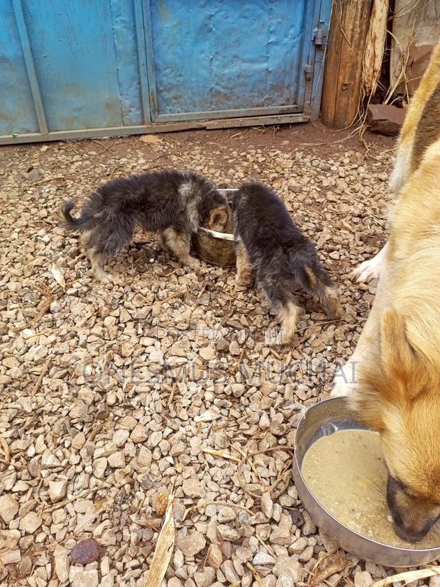 1-3 months Male Purebred German Shepherd - thumbnail 5
