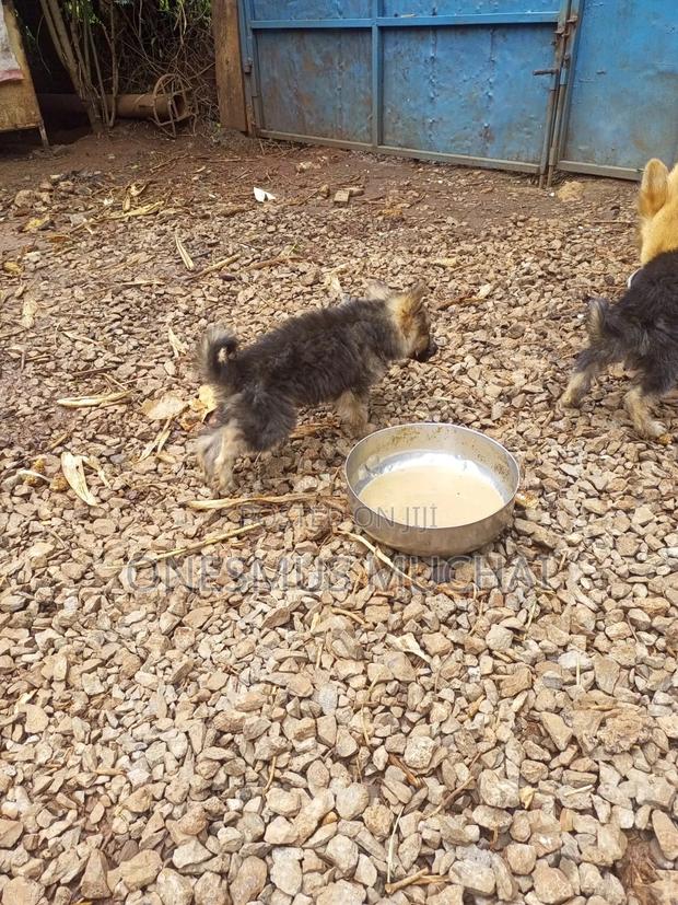 1-3 months Male Purebred German Shepherd - thumbnail 6
