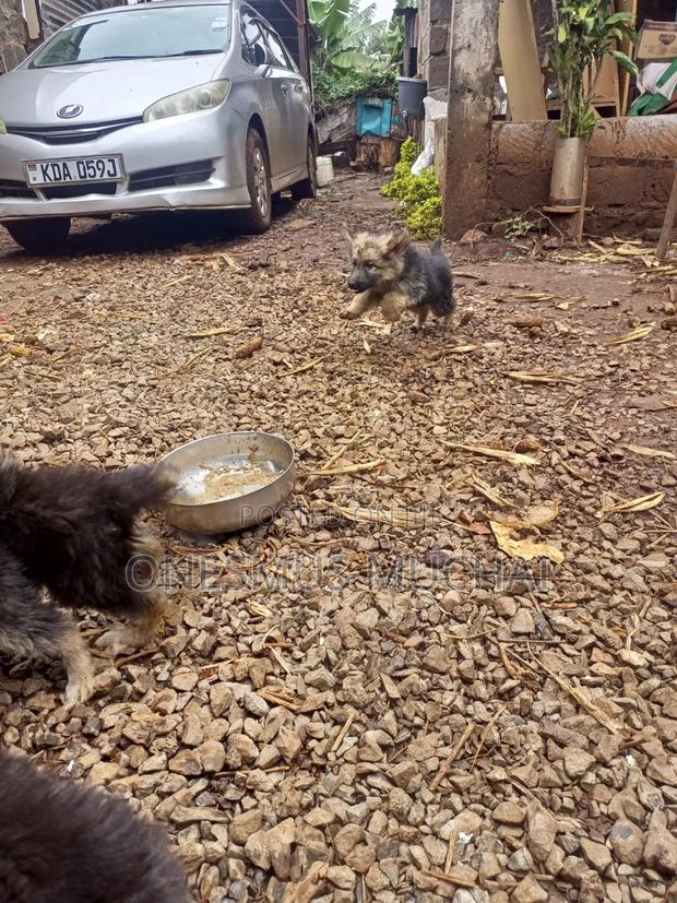 1-3 months Male Purebred German Shepherd - thumbnail 7