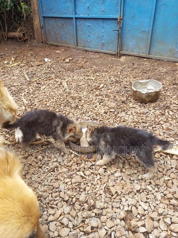 1-3 months Male Purebred German Shepherd - thumbnail 8