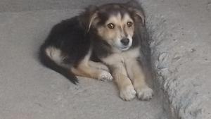 3-6 months Female Mixed Breed Dog - thumbnail 2