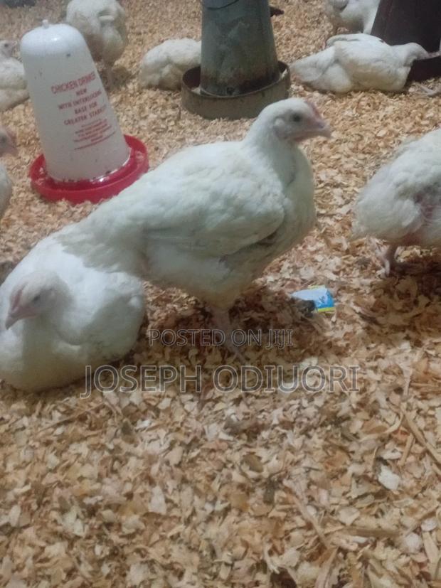 Broiler Chickens - main view