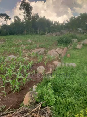 0.03ha Maseno, Nyawita