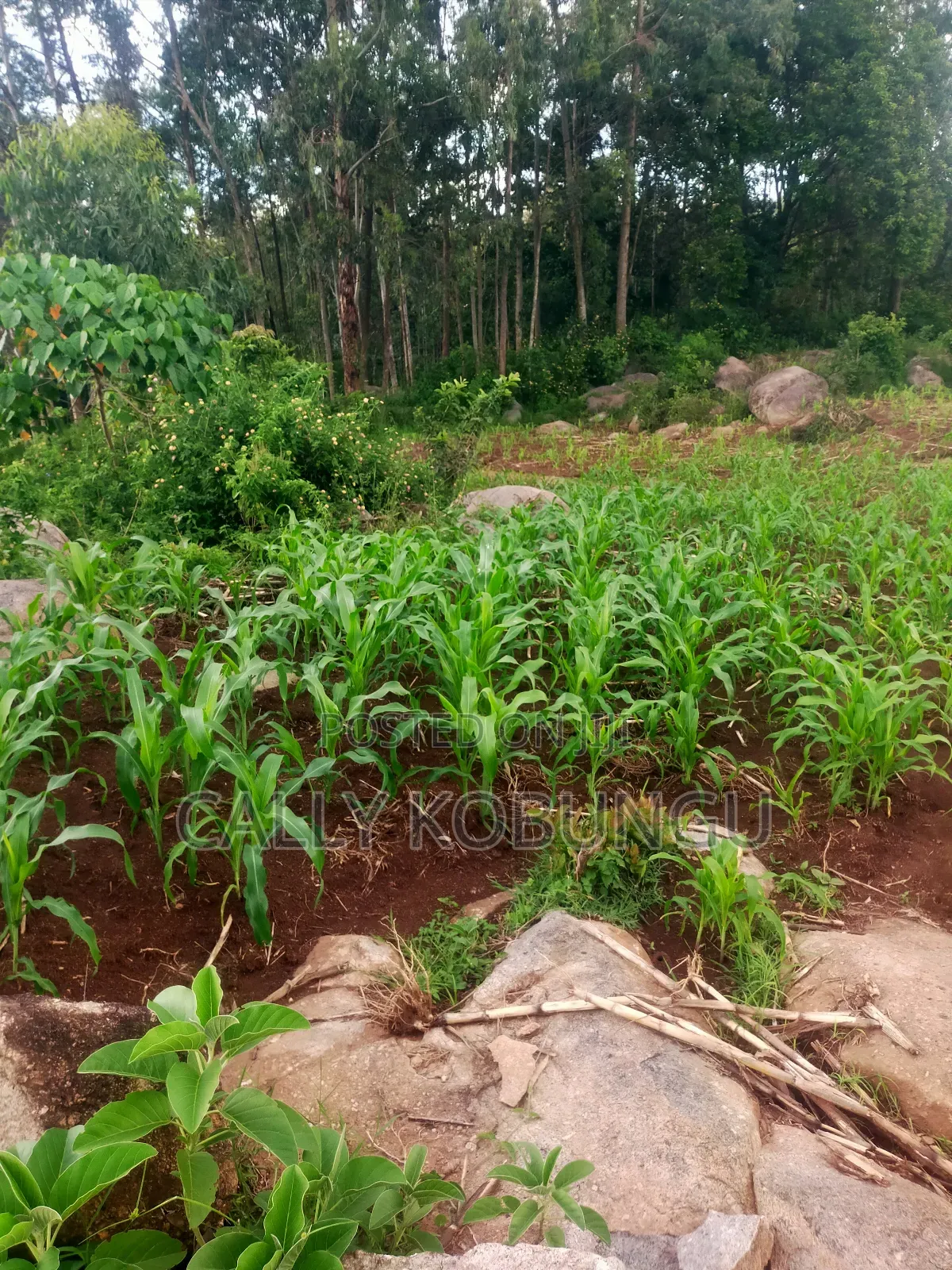 0.03ha Maseno, Nyawita