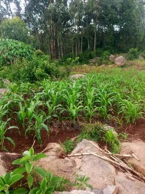 0.03ha Maseno, Nyawita