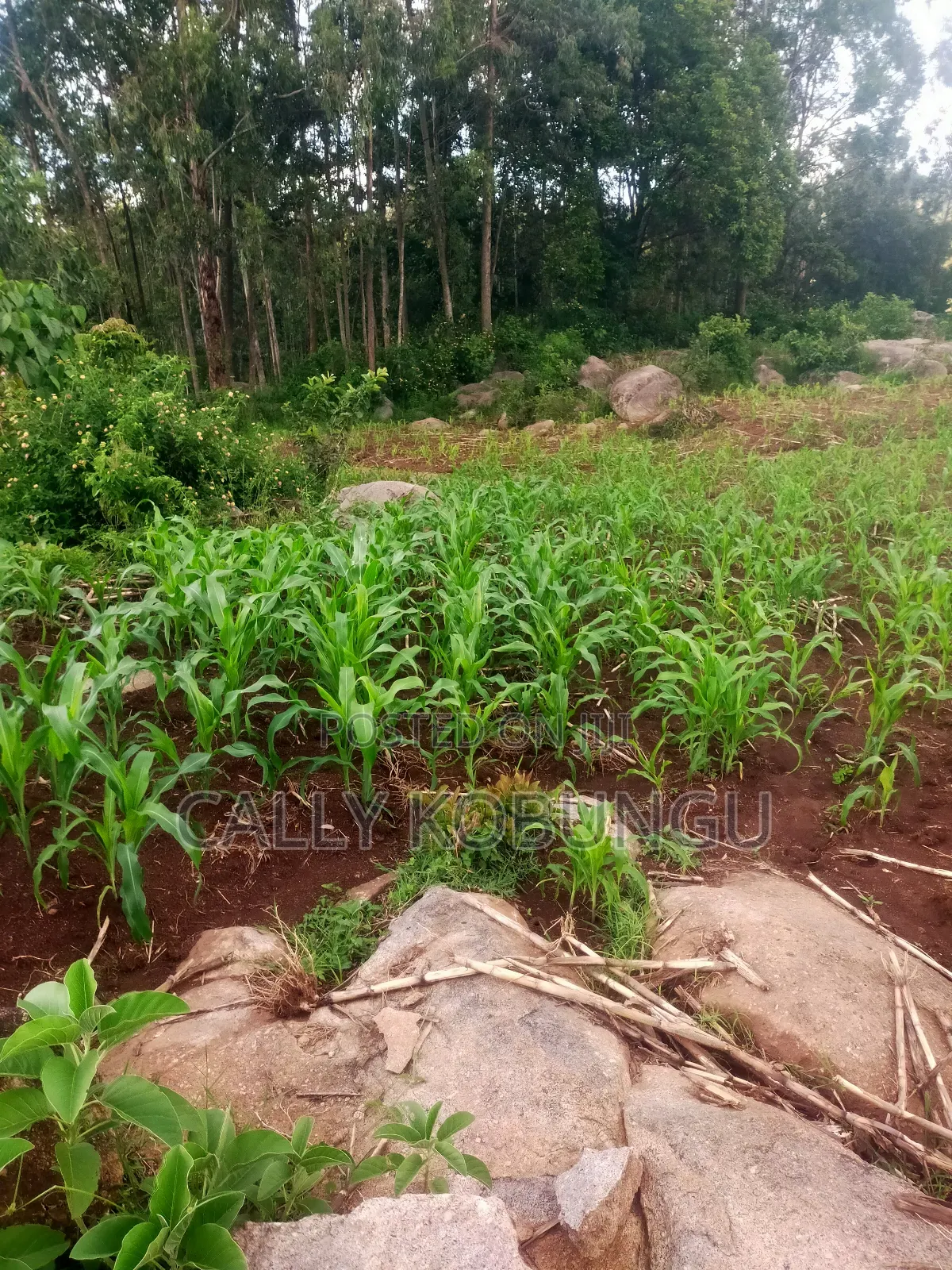 0.03ha Maseno, Nyawita