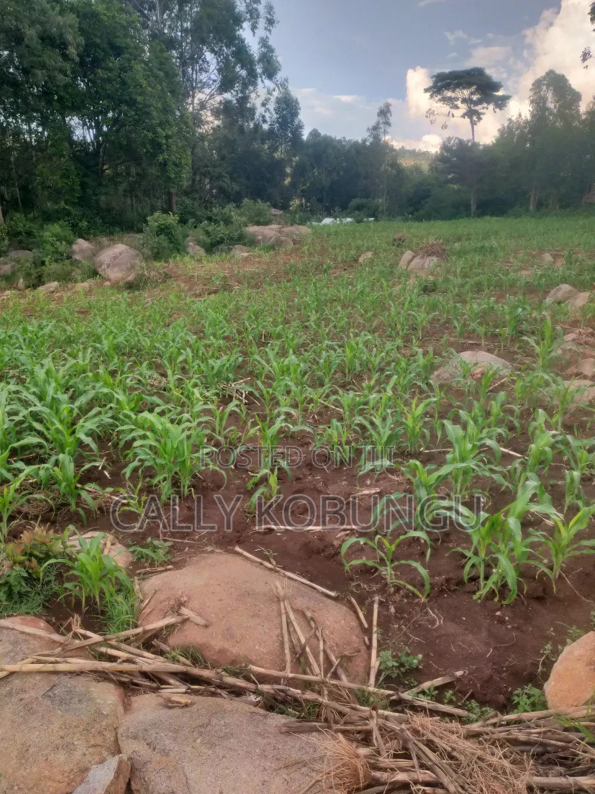 0.03ha Maseno, Nyawita