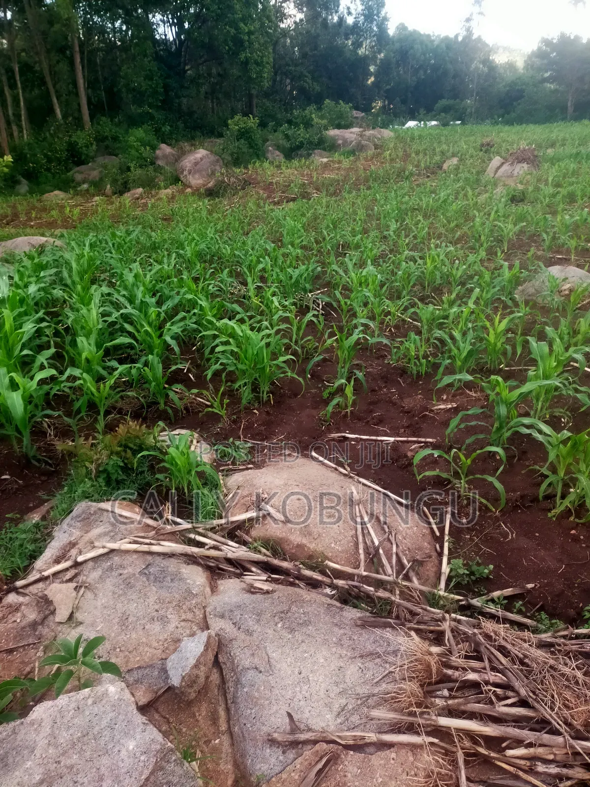 0.03ha Maseno, Nyawita