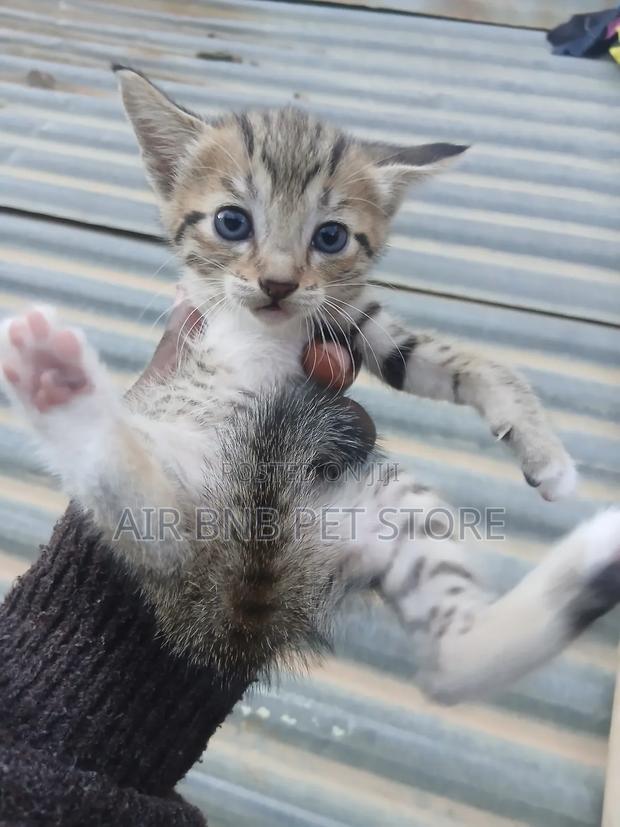 1-3 months Female Purebred American Shorthair