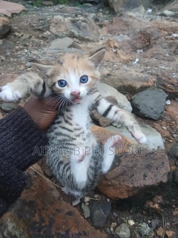 1-3 months Female Purebred American Shorthair