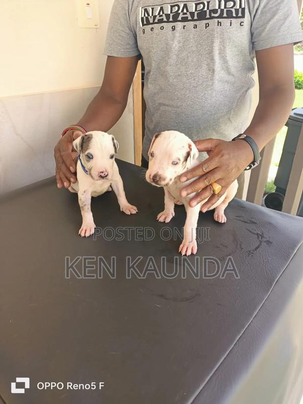 1-3 months Male Purebred Great Dane - main view