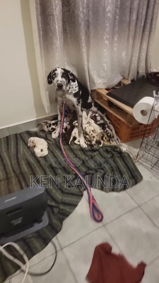 1-3 months Male Purebred Great Dane - thumbnail 3