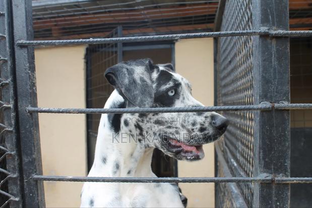 1-3 months Male Purebred Great Dane - thumbnail 4