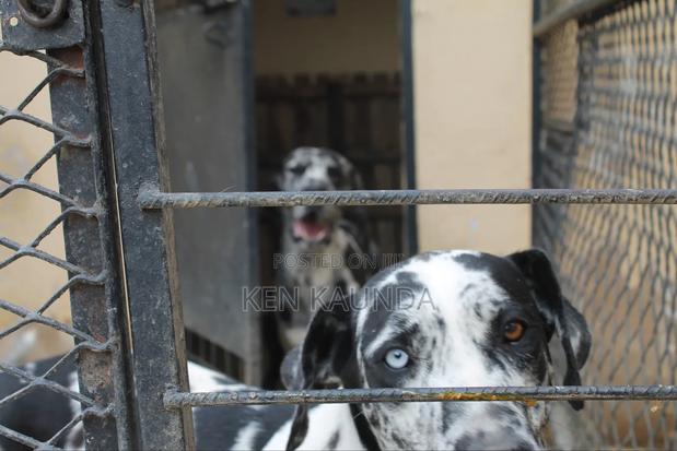 1-3 months Male Purebred Great Dane - thumbnail 5