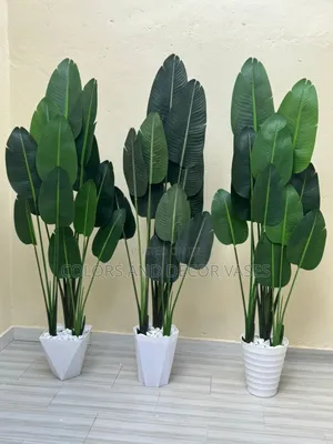Banana Plants 1.6m Plus Vase Available