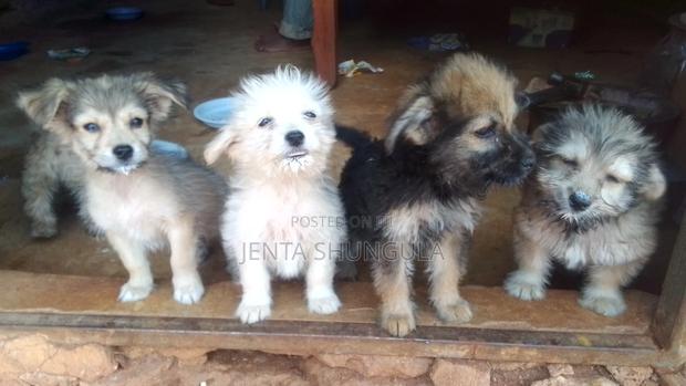 1-3 months Female Mixed Breed Dog