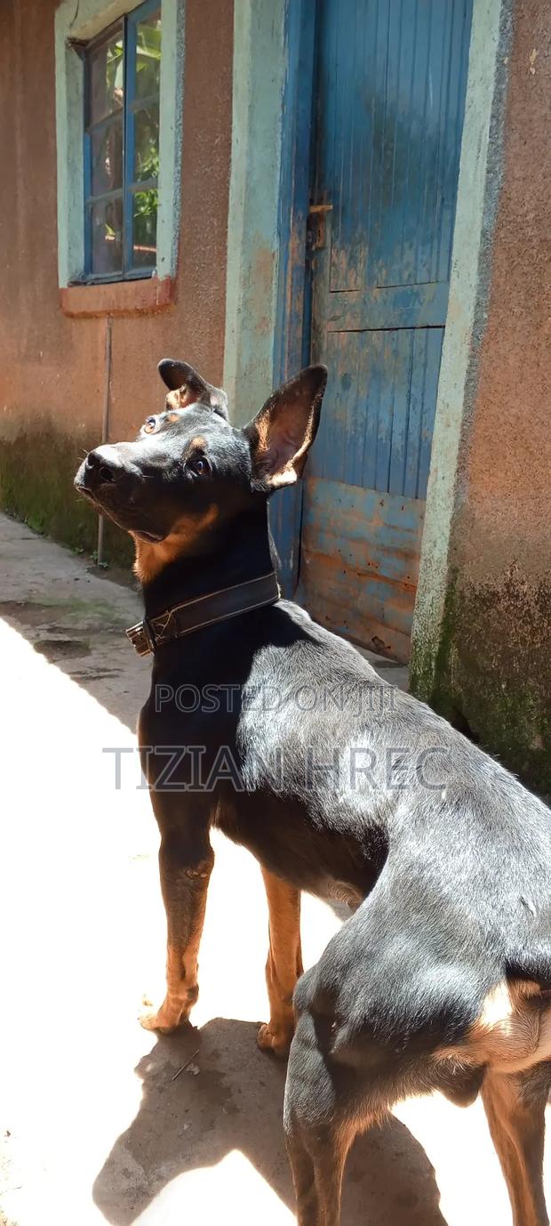 6-12 months Female Mixed Breed Rottweiler