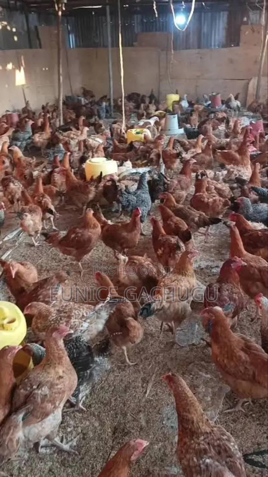 Improved Kienyeji Chicken