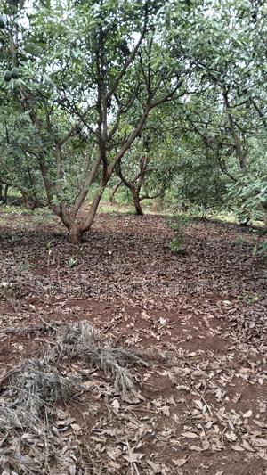 2 Acres of Land on Sale at Thangira-Umoja Kenol - thumbnail 2
