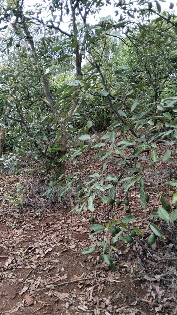 2 Acres of Land on Sale at Thangira-Umoja Kenol - thumbnail 3