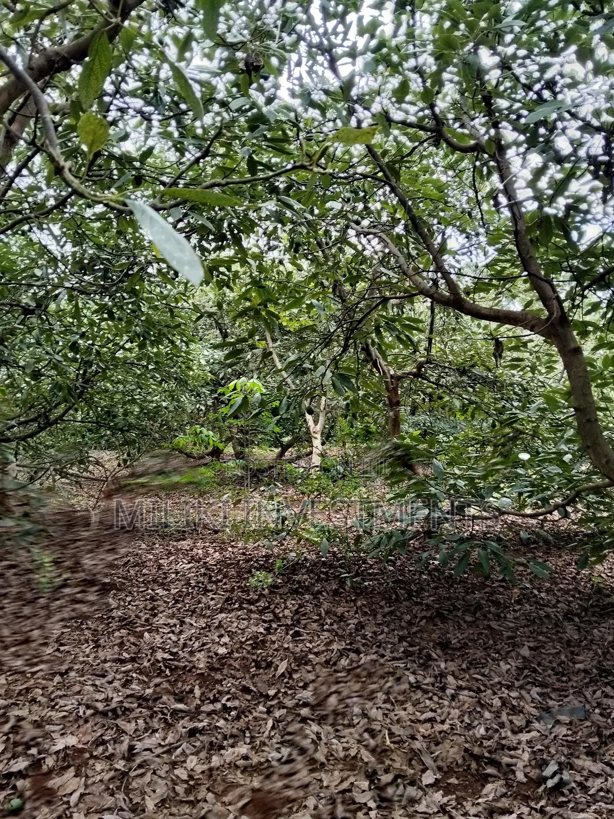 2 Acres of Land on Sale at Thangira-Umoja Kenol