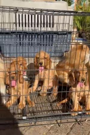 1-3 months Female Purebred Cocker Spaniel - thumbnail 2