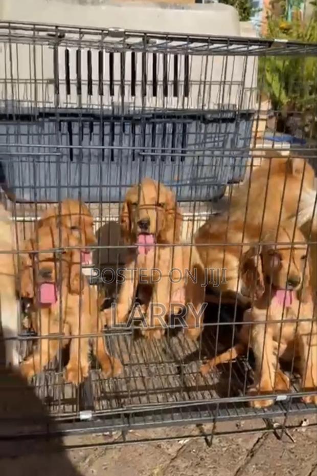 1-3 months Female Purebred Cocker Spaniel - main view