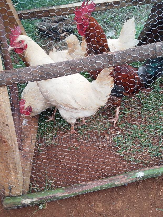 Kienyeji Improved Roosters - main view