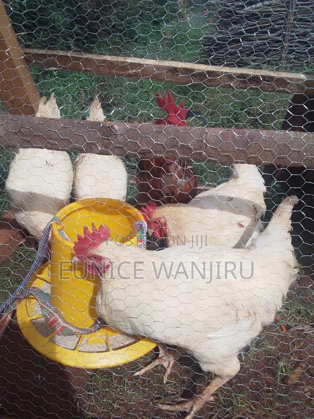 Kienyeji Improved Roosters - thumbnail 2