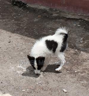 1-3 months Female Mixed Breed Japanese Spitz - thumbnail 2