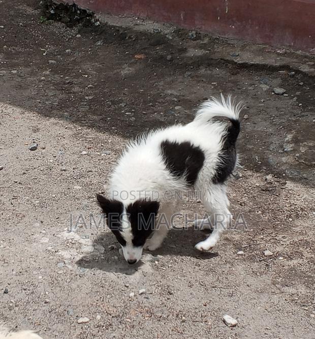 1-3 months Female Mixed Breed Japanese Spitz - main view
