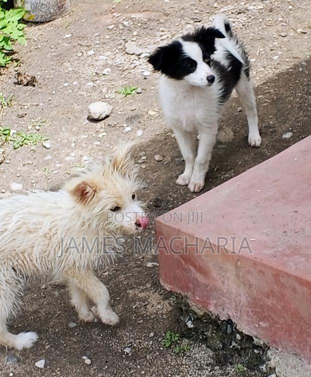 1-3 months Female Mixed Breed Japanese Spitz - thumbnail 3