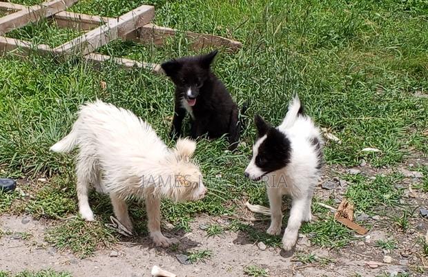 1-3 months Female Mixed Breed Japanese Spitz - thumbnail 4