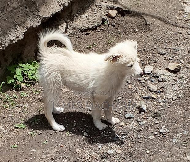 1-3 months Female Mixed Breed Japanese Spitz - thumbnail 5