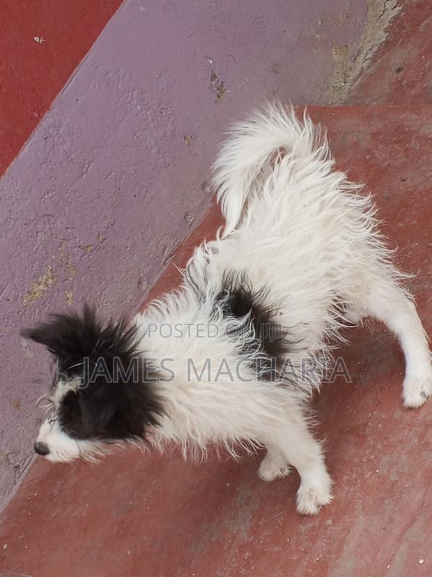 1-3 months Female Mixed Breed Japanese Spitz - thumbnail 6