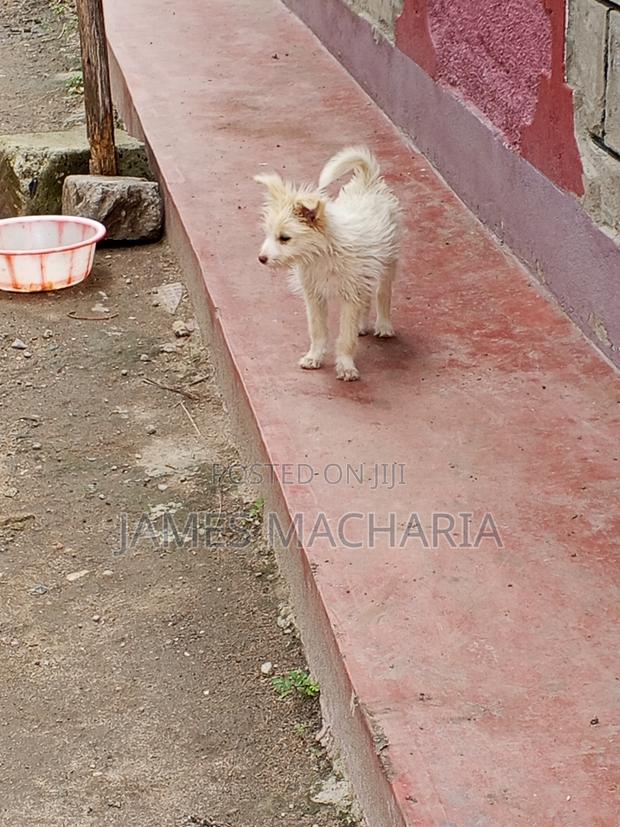 1-3 months Female Mixed Breed Japanese Spitz - thumbnail 8