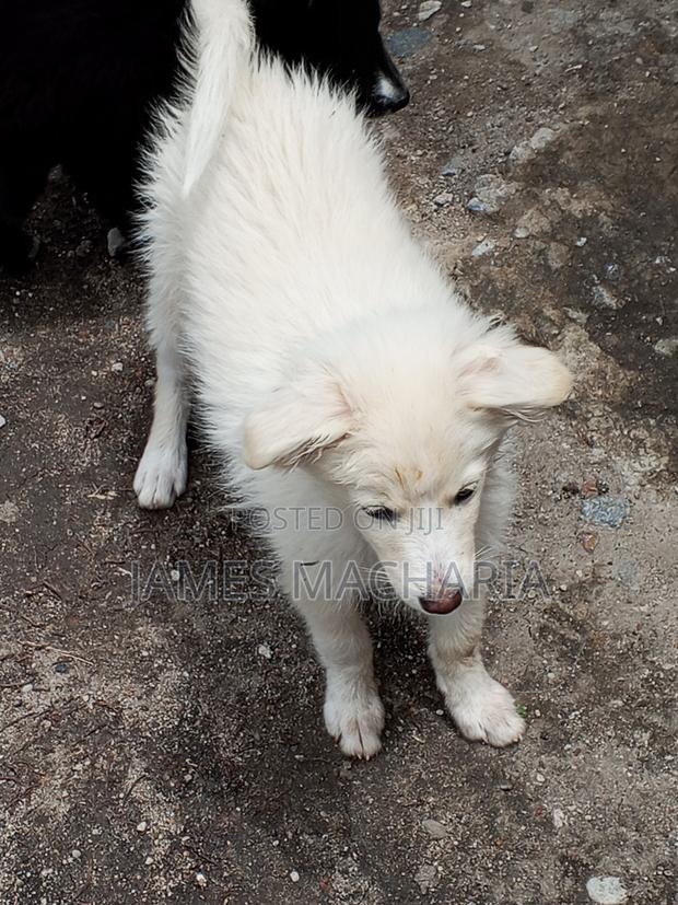 1-3 months Female Mixed Breed Japanese Spitz - thumbnail 9