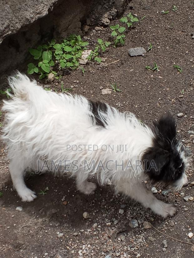 1-3 months Female Mixed Breed Japanese Spitz - thumbnail 10