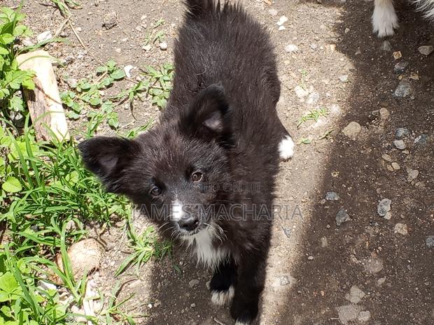 1-3 months Female Mixed Breed Japanese Spitz - thumbnail 11