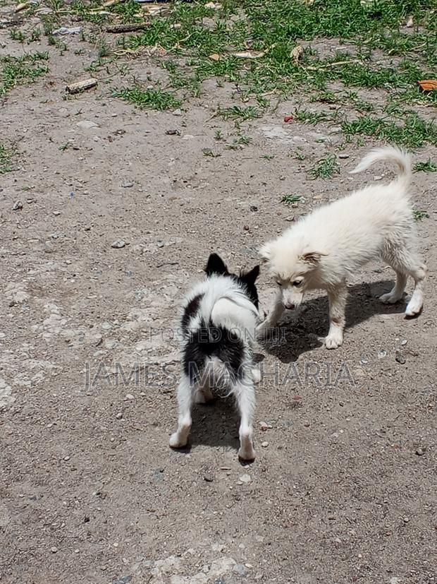 1-3 months Female Mixed Breed Japanese Spitz - thumbnail 12