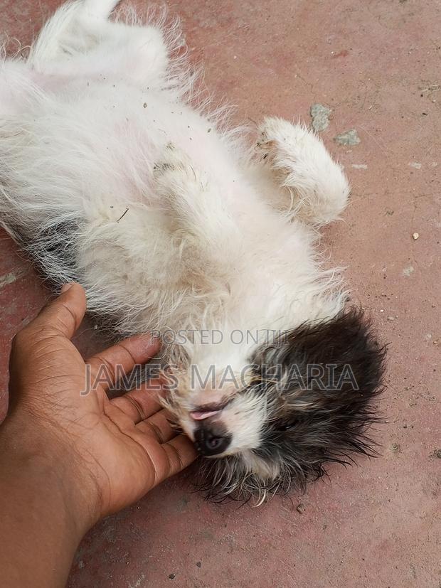 1-3 months Female Mixed Breed Japanese Spitz - thumbnail 13