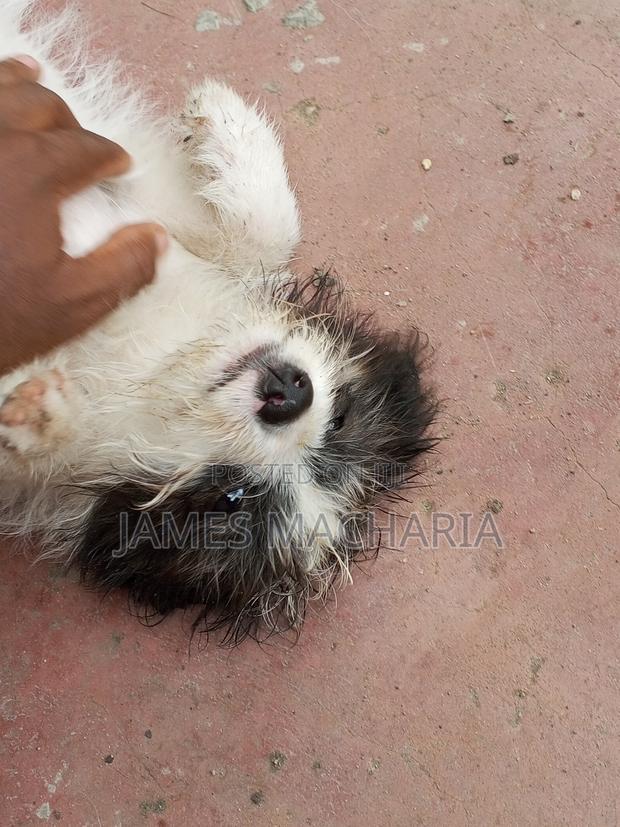 1-3 months Female Mixed Breed Japanese Spitz - thumbnail 14