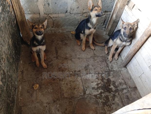 6-12 months Male Purebred German Shepherd - main view