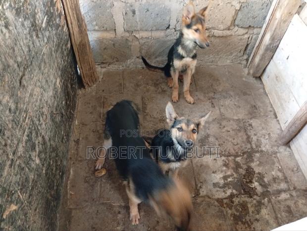 6-12 months Male Purebred German Shepherd - thumbnail 3