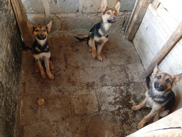 6-12 months Male Purebred German Shepherd - thumbnail 4