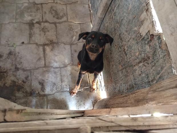 6-12 months Male Purebred German Shepherd - thumbnail 5