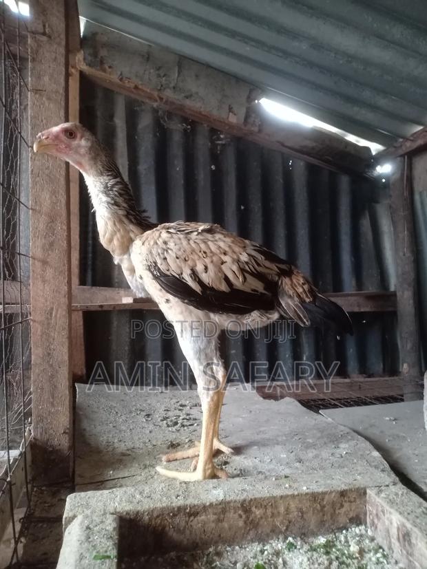 Female Aseel Kuchi on Sale - main view