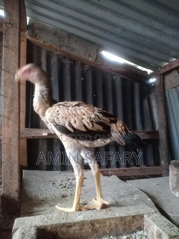 Female Aseel Kuchi on Sale - thumbnail 2