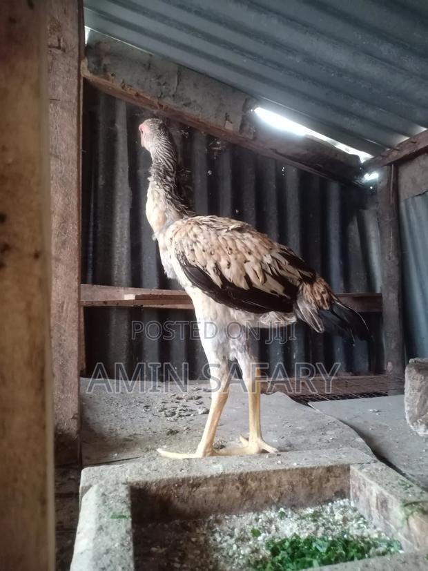 Female Aseel Kuchi on Sale - thumbnail 3